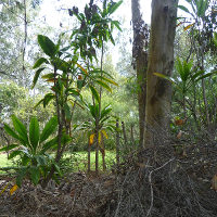 cordyline_native