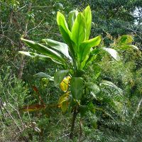 cordyline_native