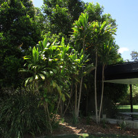 cordyline_native