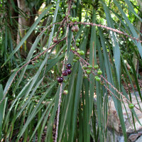 cordyline_native