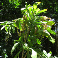 cordyline_native