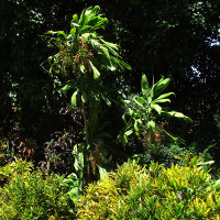 cordyline_native