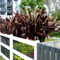 cordyline