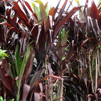 cordyline