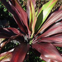 Cordyline Negra