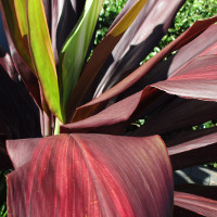 Cordyline Negra