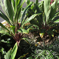 Cordyline Pink Diamond