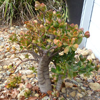 Crassula ovata