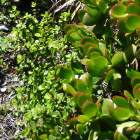 Crassula ovata