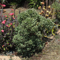 Crassula ovata Undulata