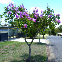 Lagerstroemia_speciosa