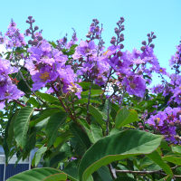 Lagerstroemia_speciosa