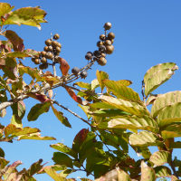 Lagerstroemia_speciosa