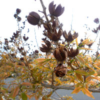 Lagerstroemia_speciosa