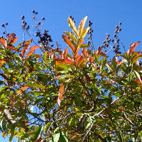 Lagerstroemia_speciosa