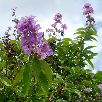 Lagerstroemia_speciosa