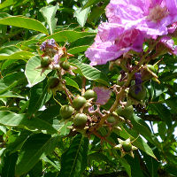 Lagerstroemia_speciosa