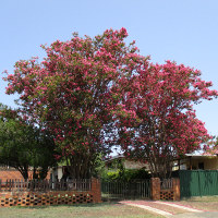 Crepe myrtle