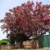 Crepe myrtle