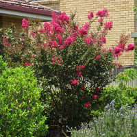 Crepe myrtle