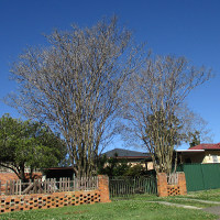 Crepe myrtle