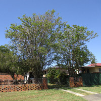 Crepe myrtle