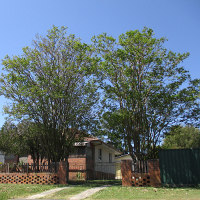 Crepe myrtle