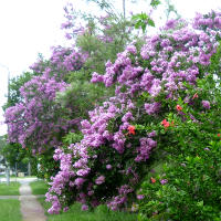 crepe_myrtle