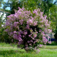 crepe_myrtle