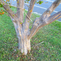 crepe_myrtle