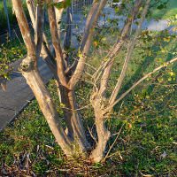 crepe_myrtle