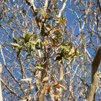 crepe_myrtle_mistletoe