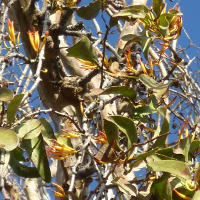 crepe_myrtle_mistletoe