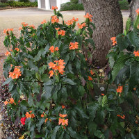 Crossandra infundibuliformis