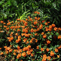 crossandra_infundibuliformis_fire_glow