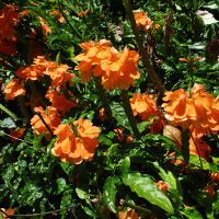 crossandra_infundibuliformis_fire_glow