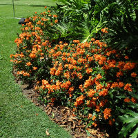 crossandra_infundibuliformis_fire_glow