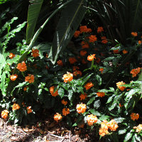 crossandra_infundibuliformis_fire_glow