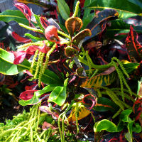 croton flowers