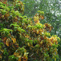 landscaping with crotons