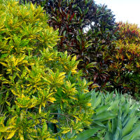 landscaping with crotons