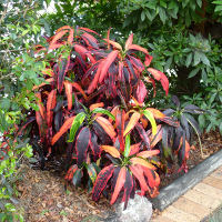 landscaping with crotons