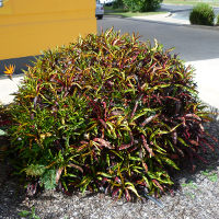 landscaping with crotons