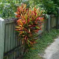 landscaping with crotons