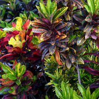 landscaping with crotons