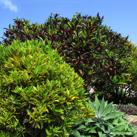 landscaping with crotons