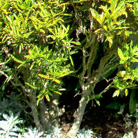 landscaping with crotons