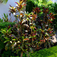 landscaping with crotons