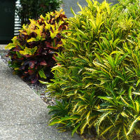 landscaping with crotons