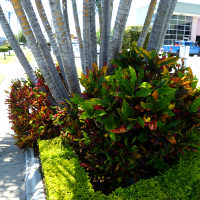 landscaping with crotons